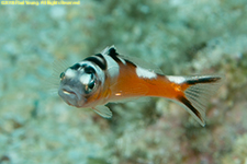 tobaccofish